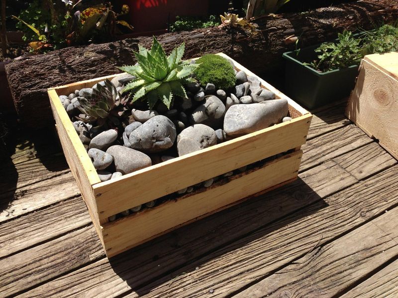 Mini Rock Garden