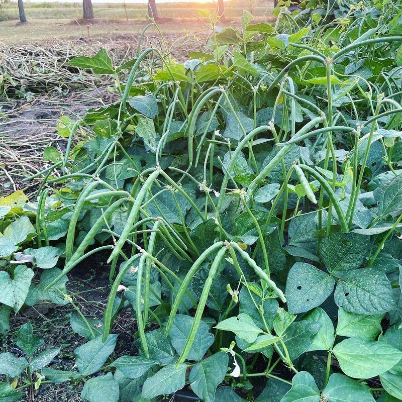 Cowpeas