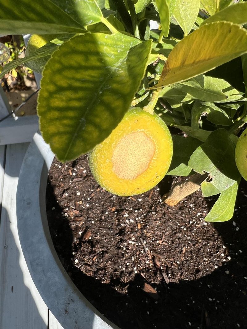 Citrus Chlorosis