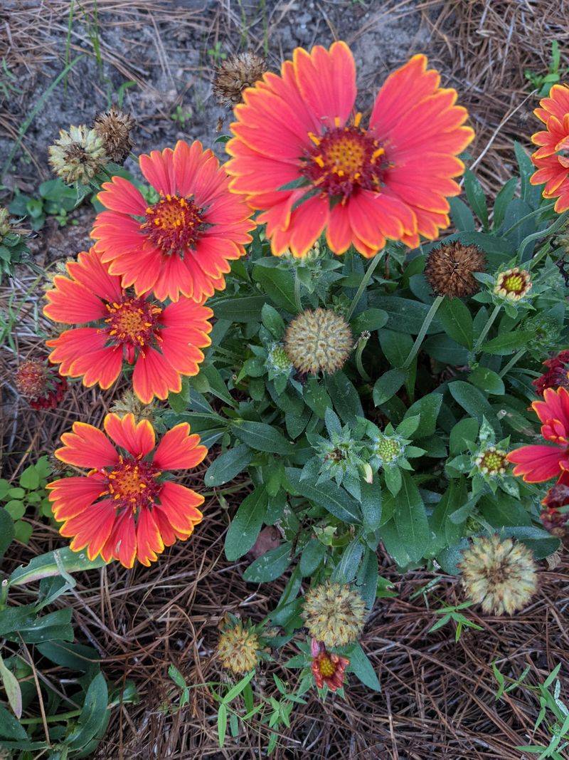 Gaillardia