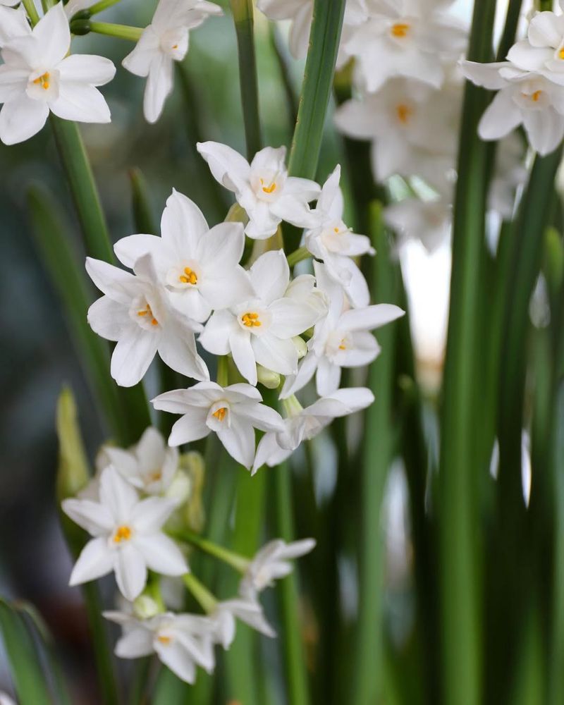 Paperwhite Narcissus