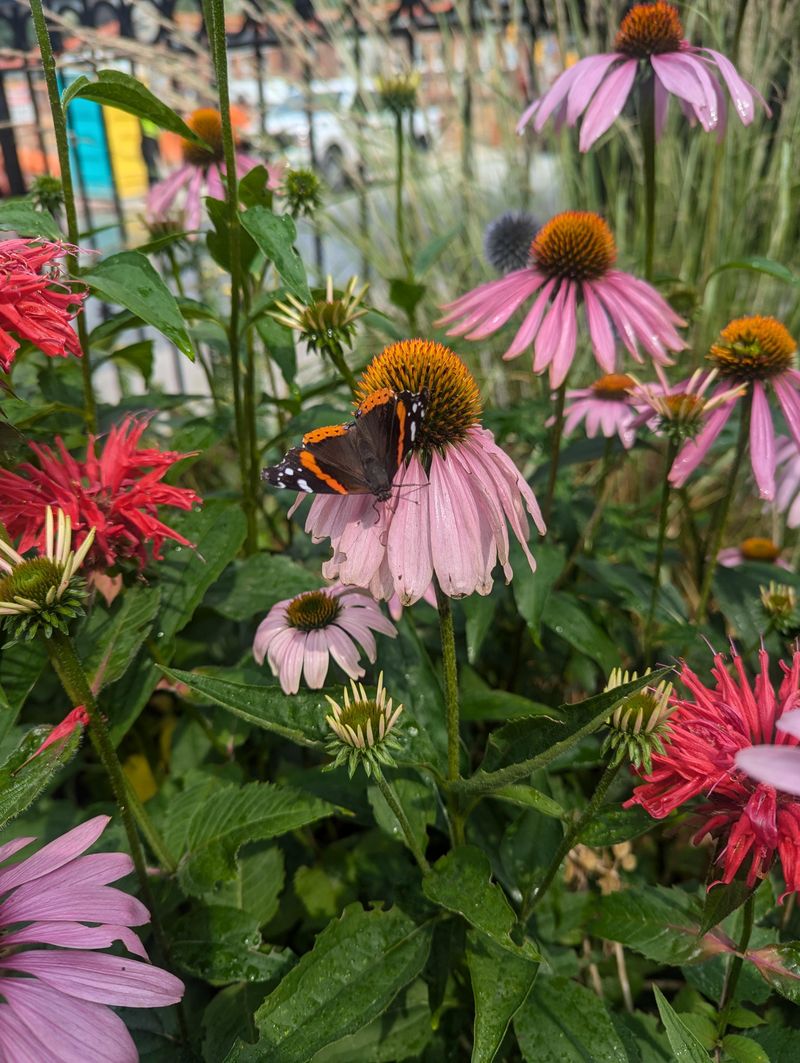 Pollinator Paradise