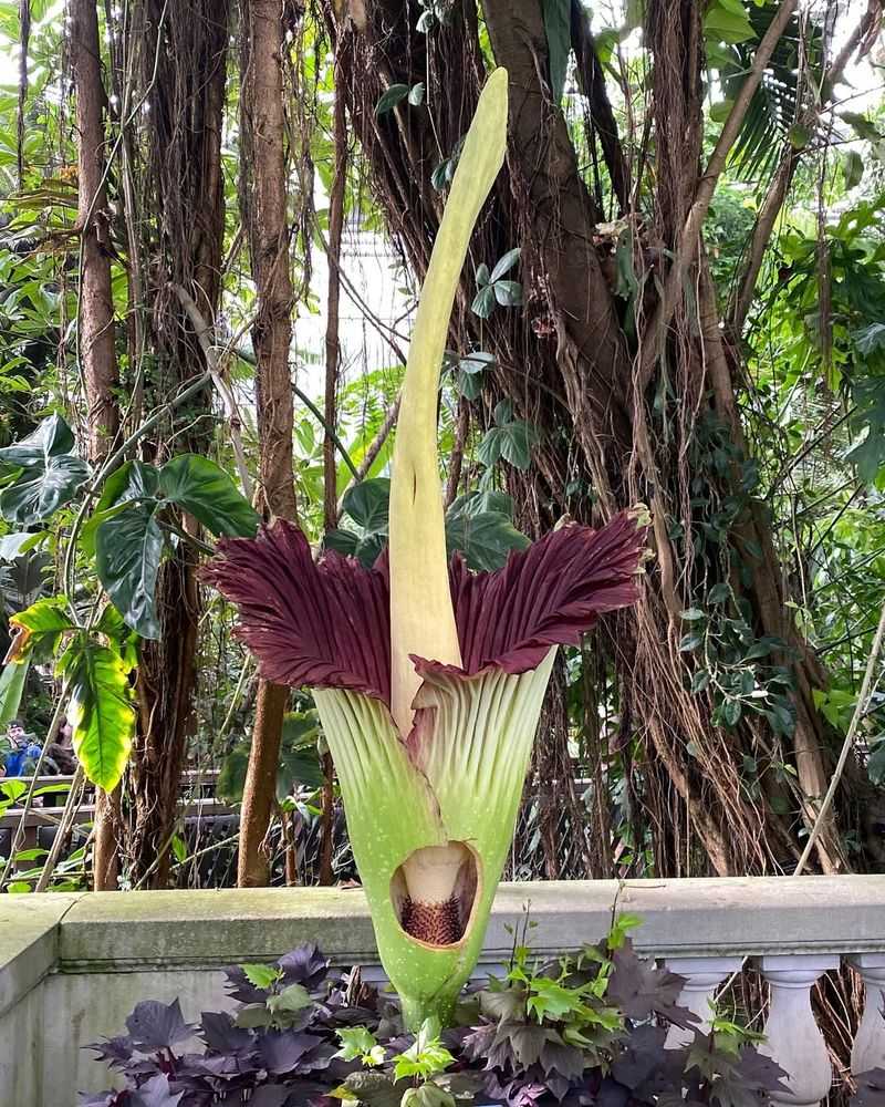 Corpse Flower