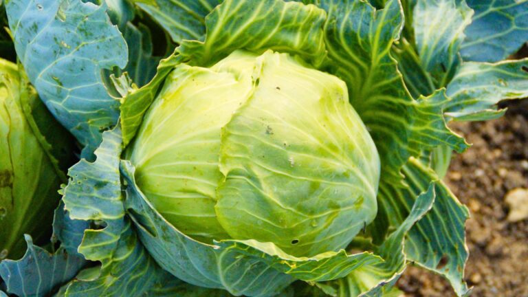 Cabbage