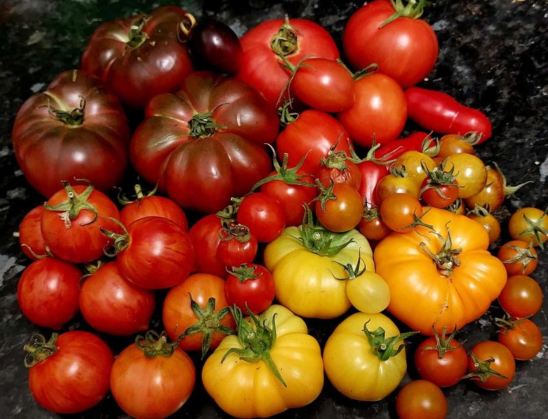 Tomatoes