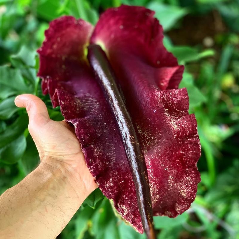 Dragon Arum