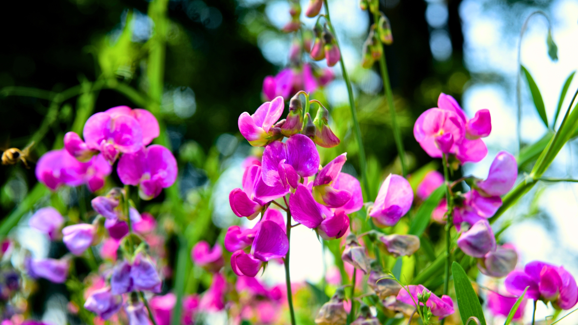 Sweet Peas