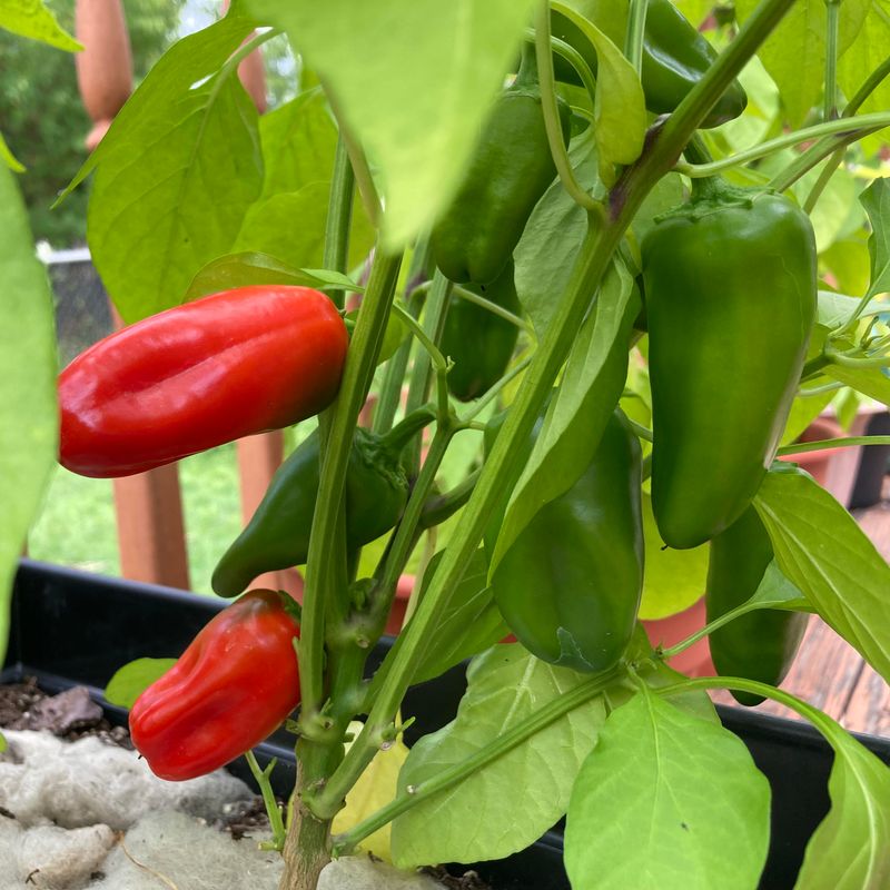 Peppers