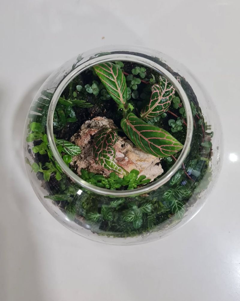 Terrarium Treasure