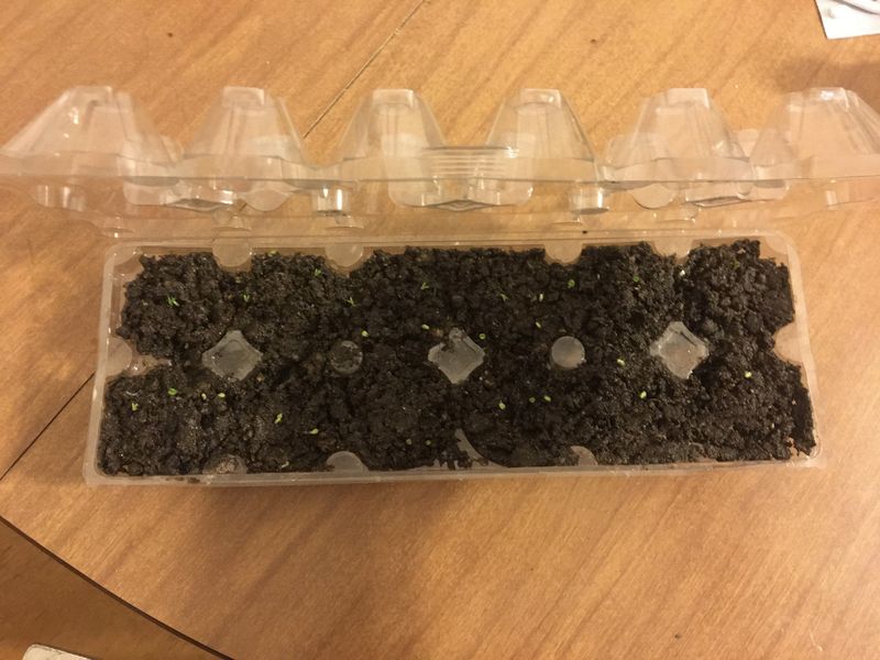 Eggshell Seed Starters