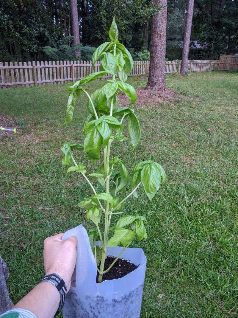 Enjoy Your Mini Greenhouse