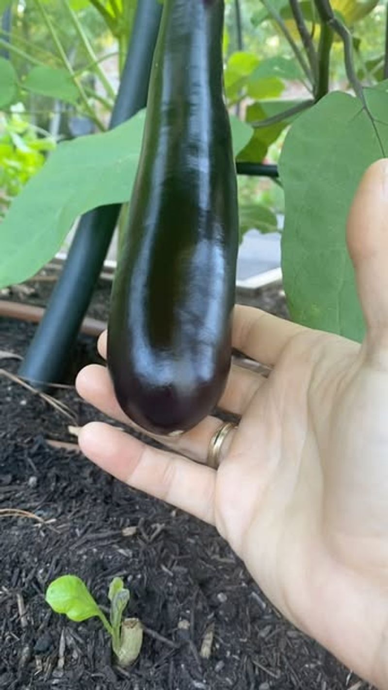 Eggplant