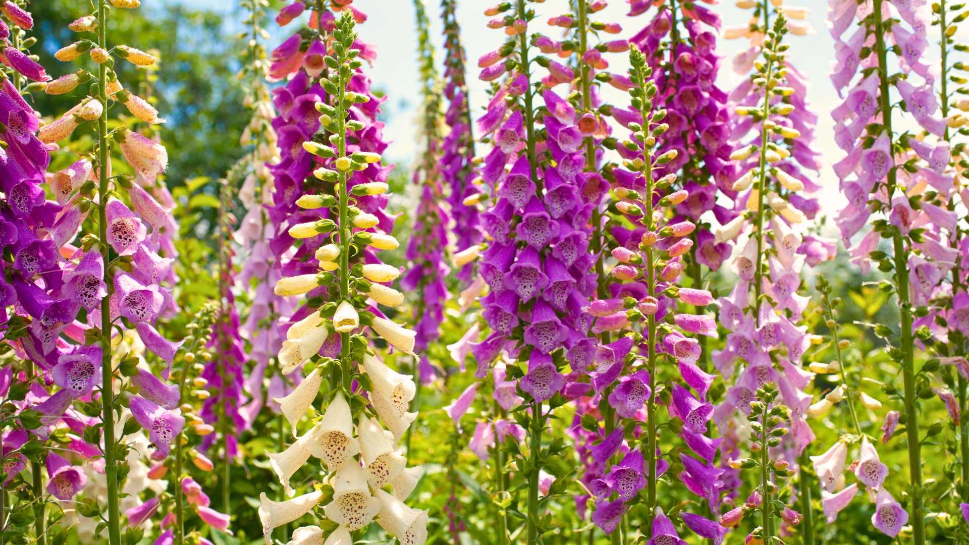Foxglove