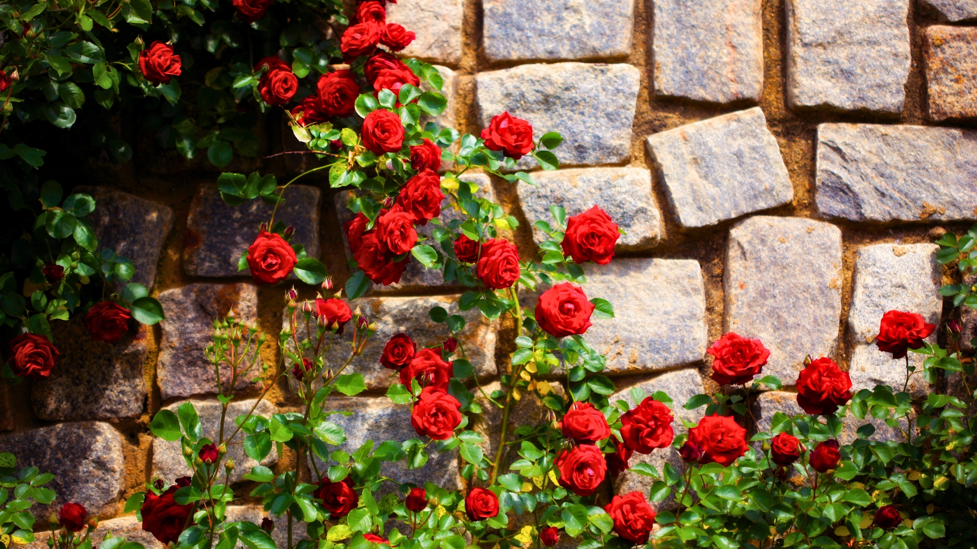 climbing roses