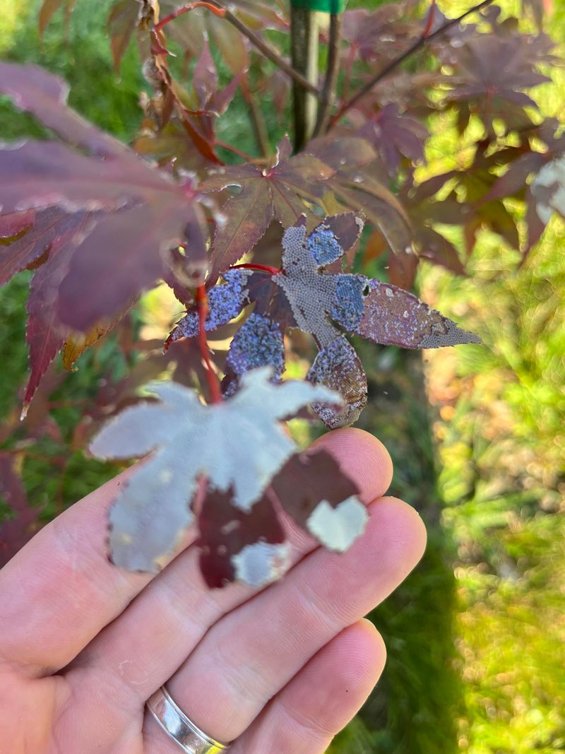 Pest Problems