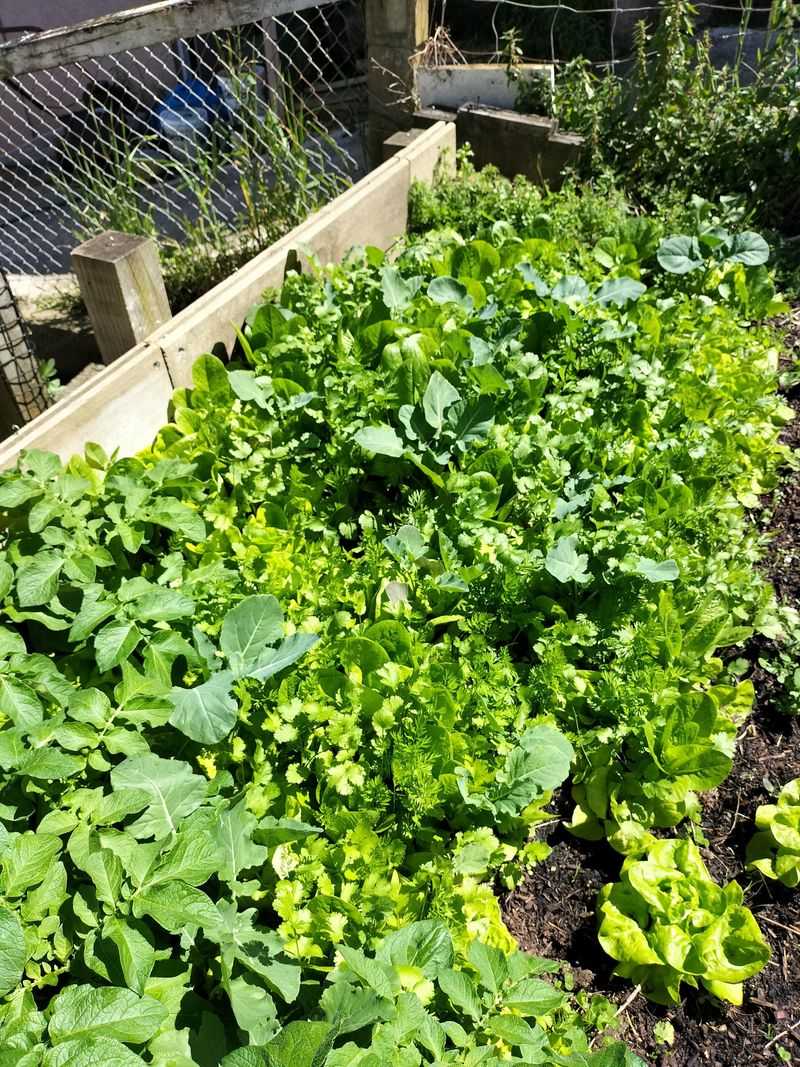 Planting Without a Plan