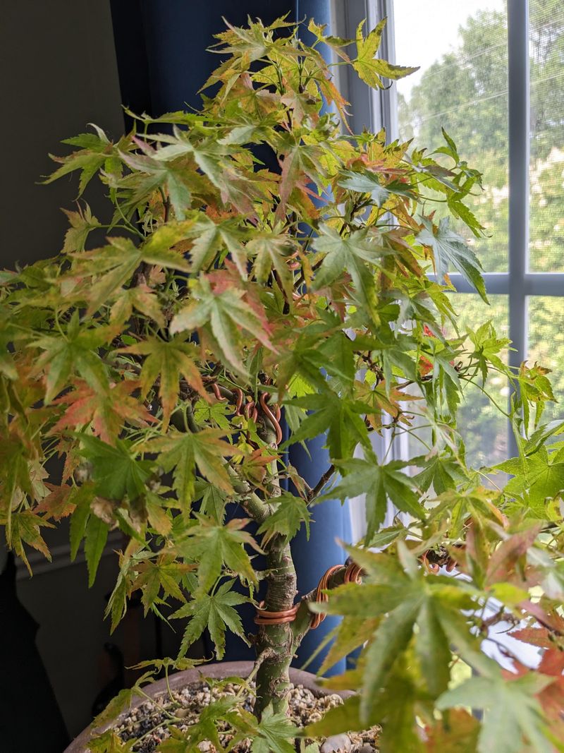 Nutrient Deficiency