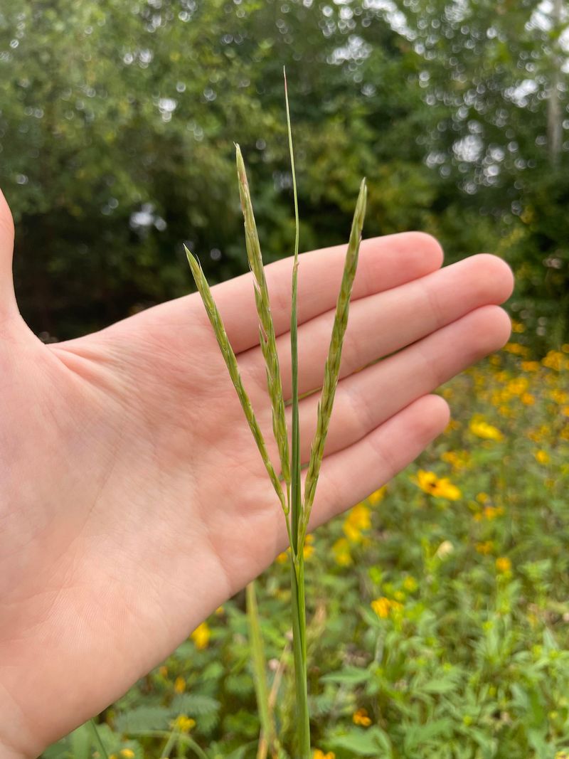 Big Bluestem