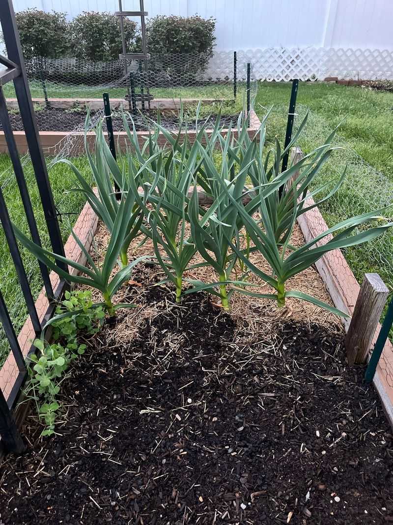 Garlic
