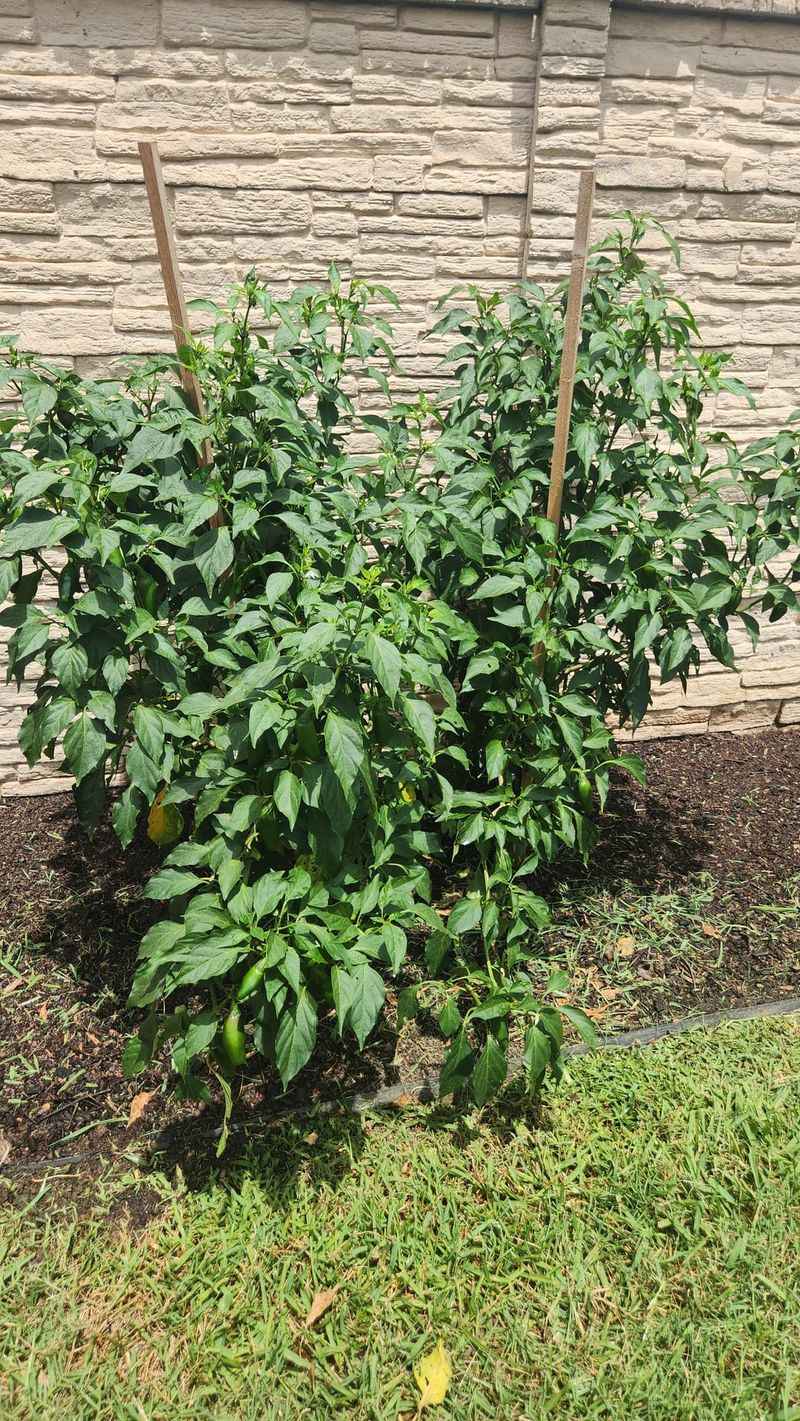 Using Chemical Fertilizers Excessively
