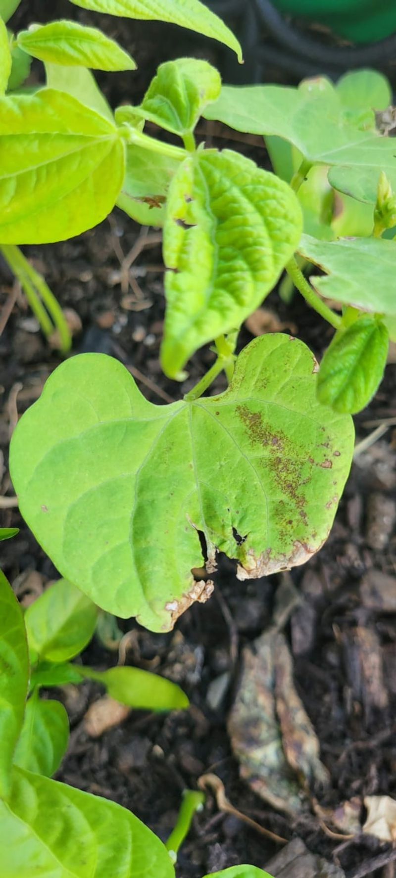 Ignoring Plant Diseases