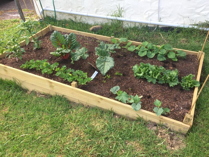 Planting at the Wrong Time