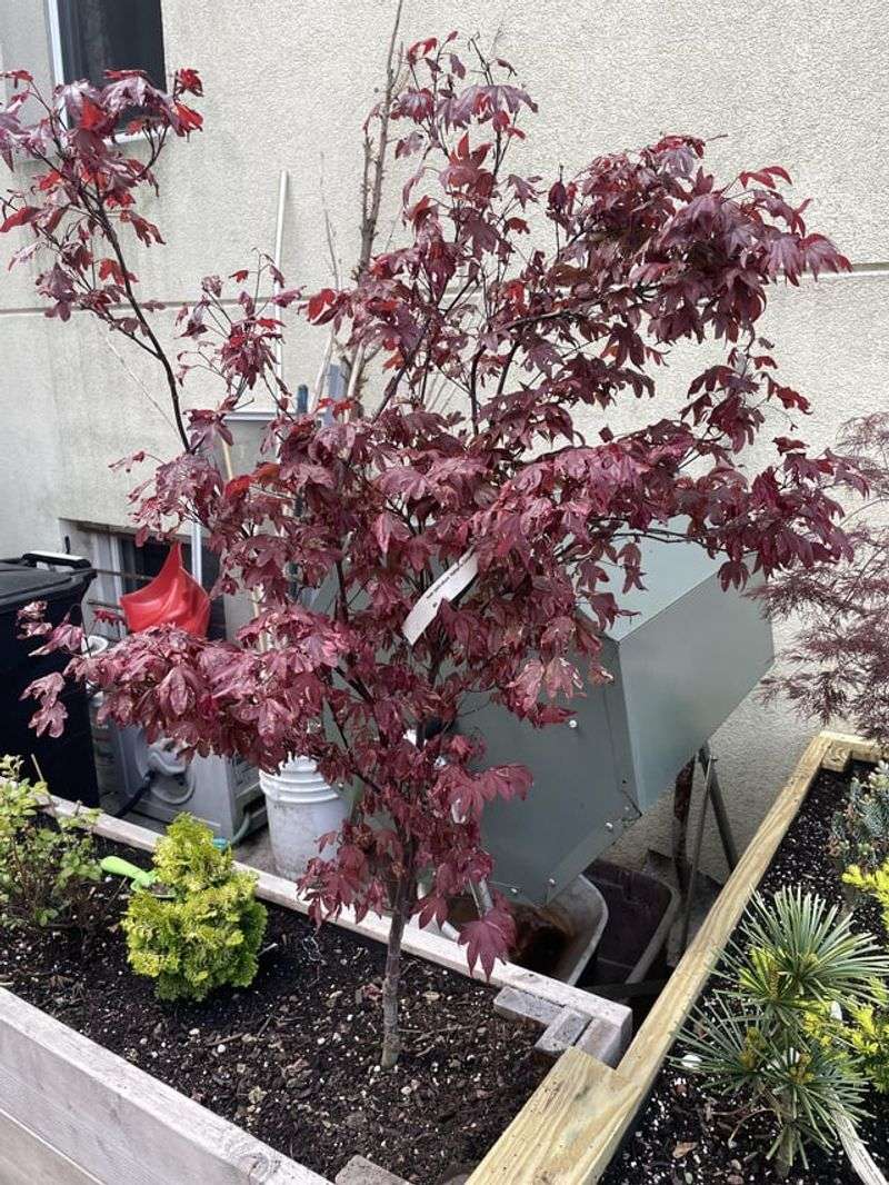 Transplant Shock