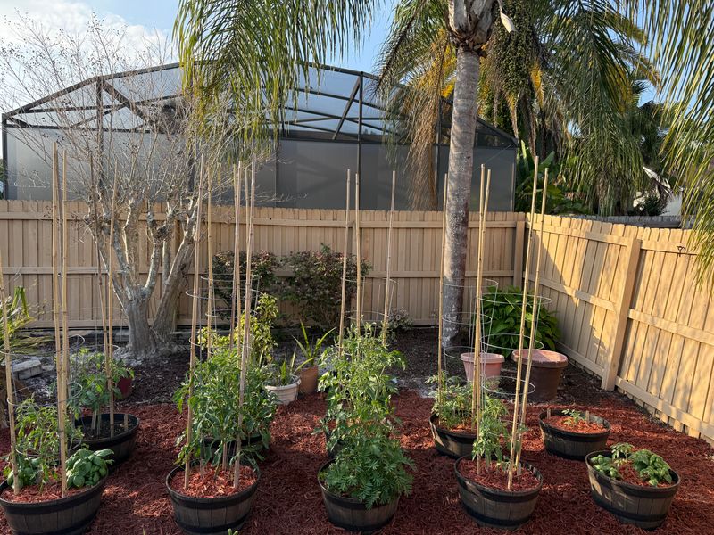 Ignoring Companion Planting