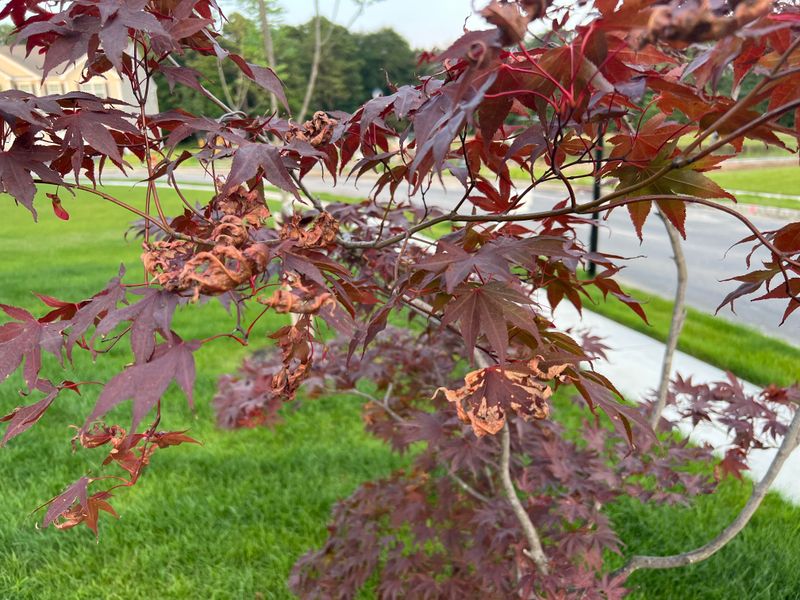 Leaf Burn