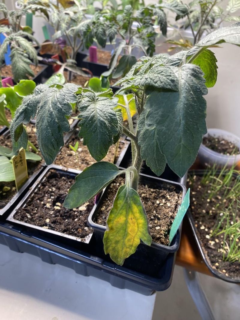 Overwatering Your Garden