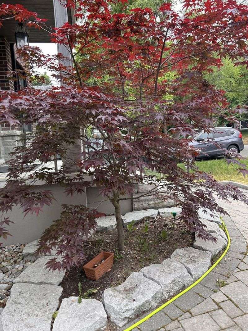 Watering Woes