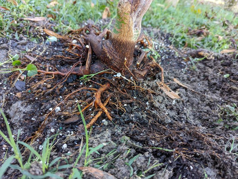 Root Competition