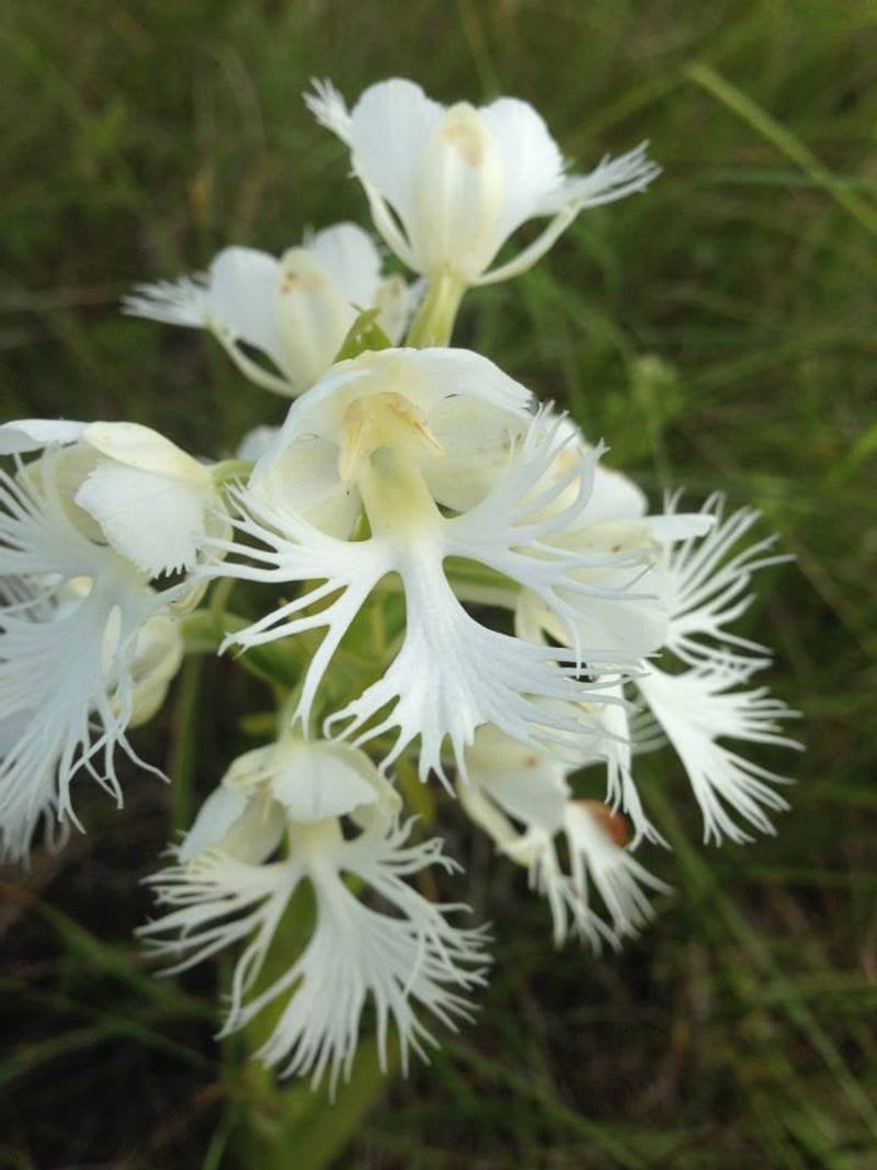 Western Prairie Fringed Orchid