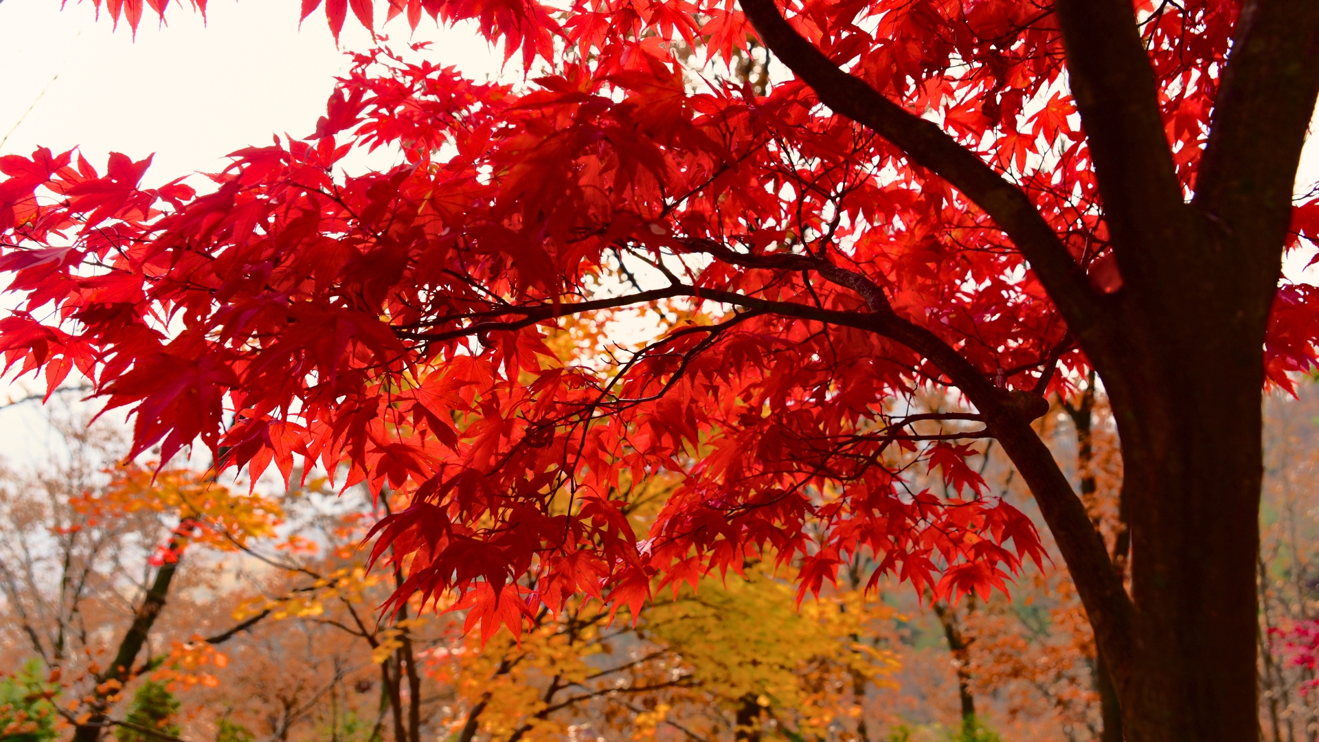 Japanese Maple Tree