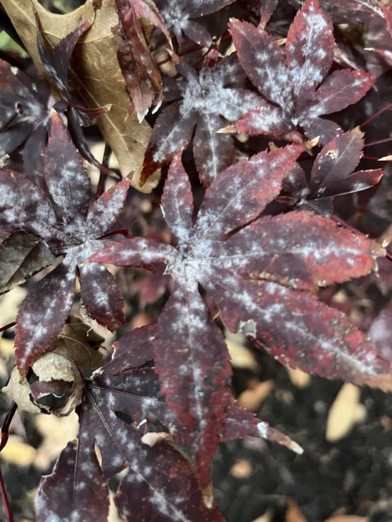 Frost Fears