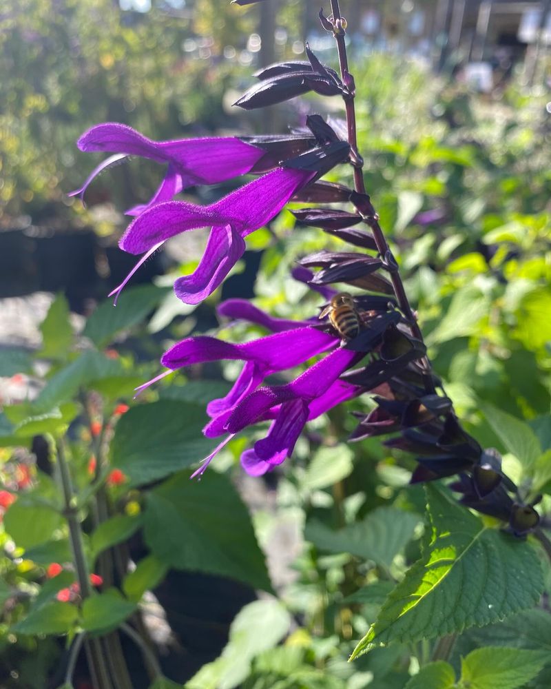 Salvia