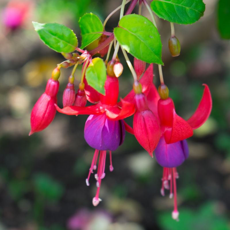 Fuchsia