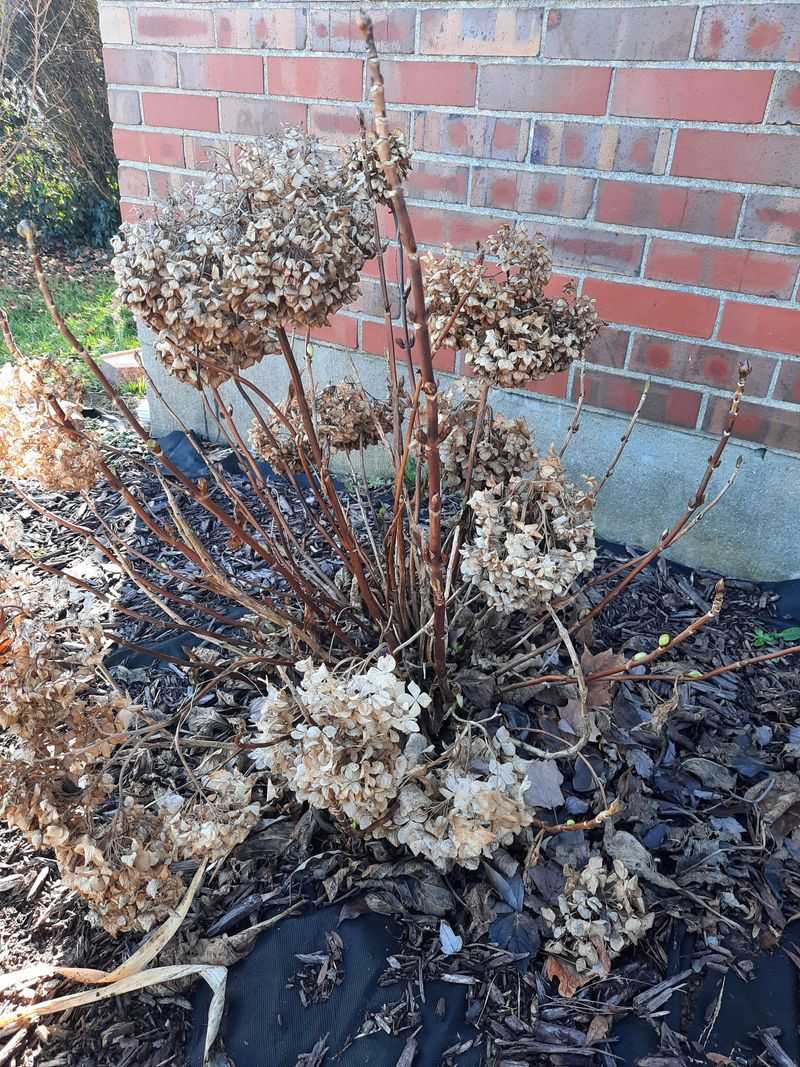 Fall Cleanup Prevents Disease