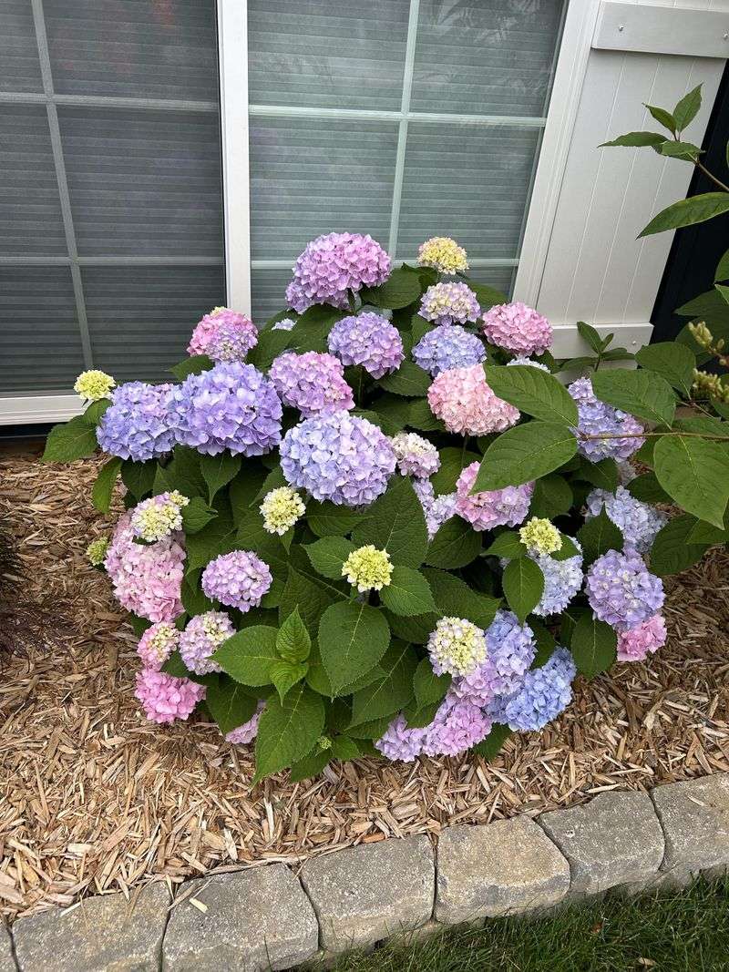 Changing Flower Color Is Complicated