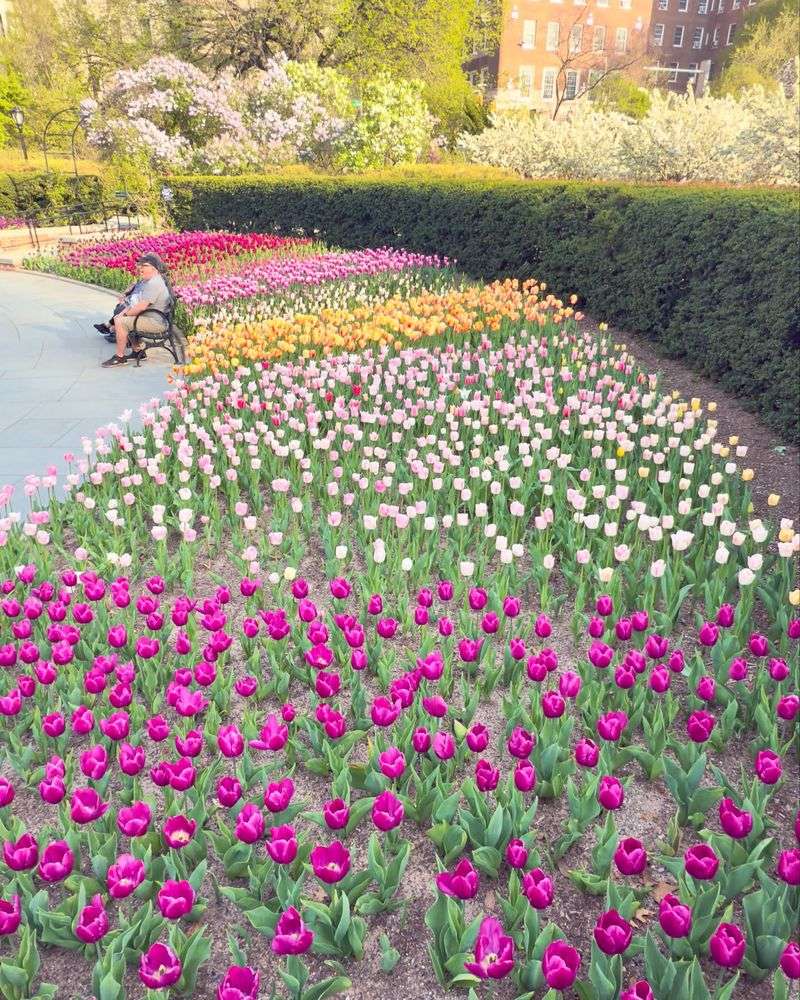 Tulips
