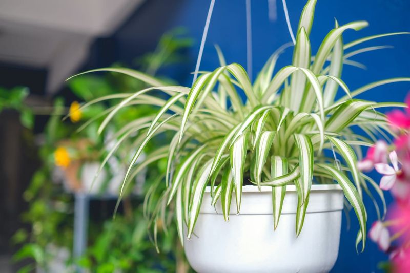 Spider Plant's Electromagnetic Wave Shield