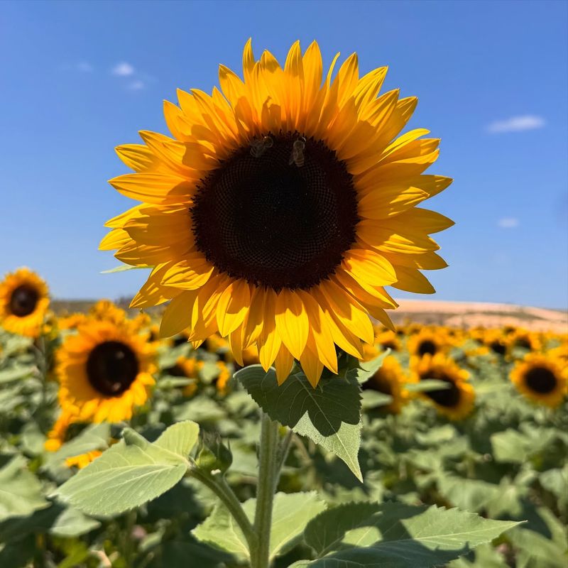 Sunflowers