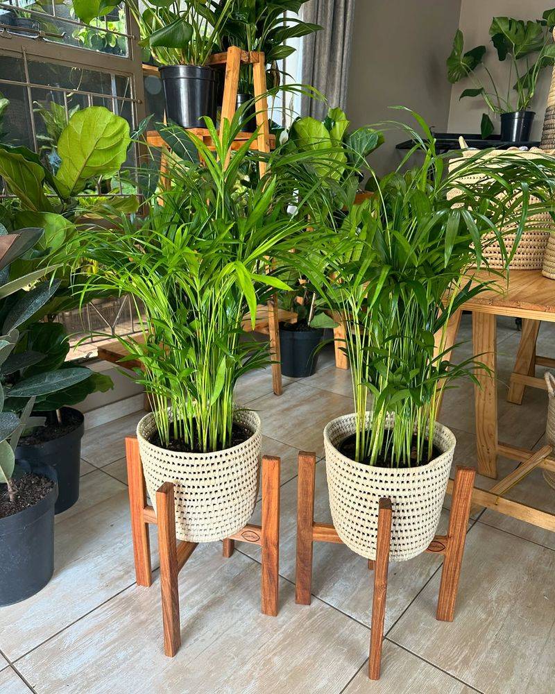 Bamboo Palm's Natural Headache Prevention