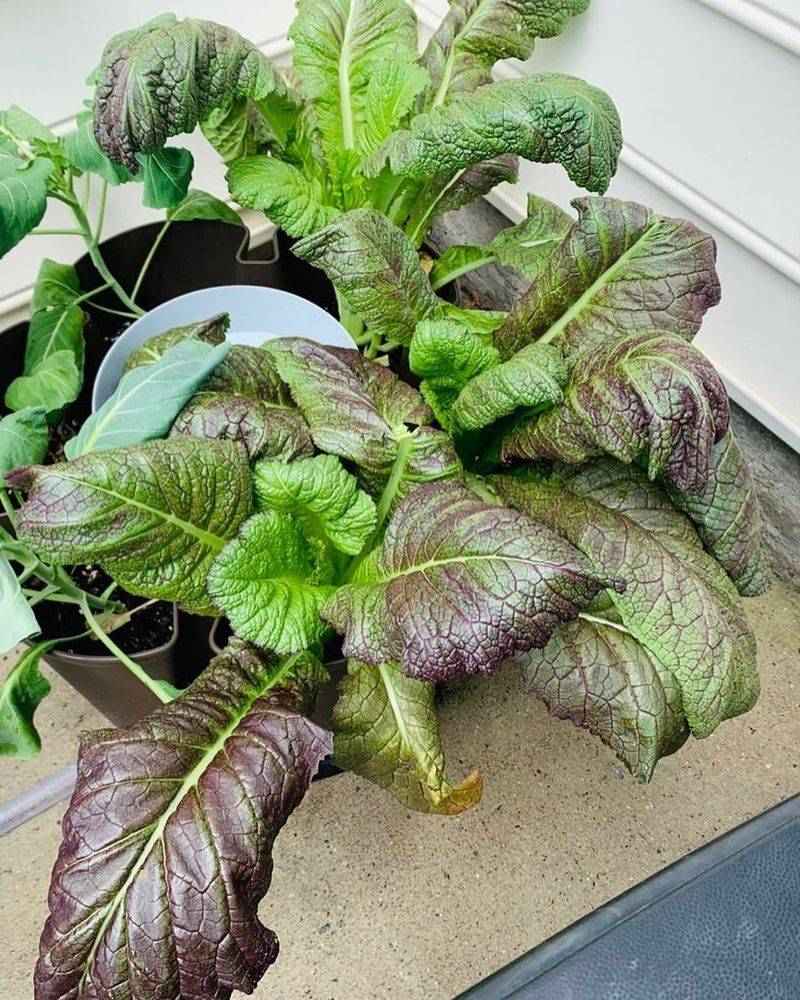 Mustard Greens