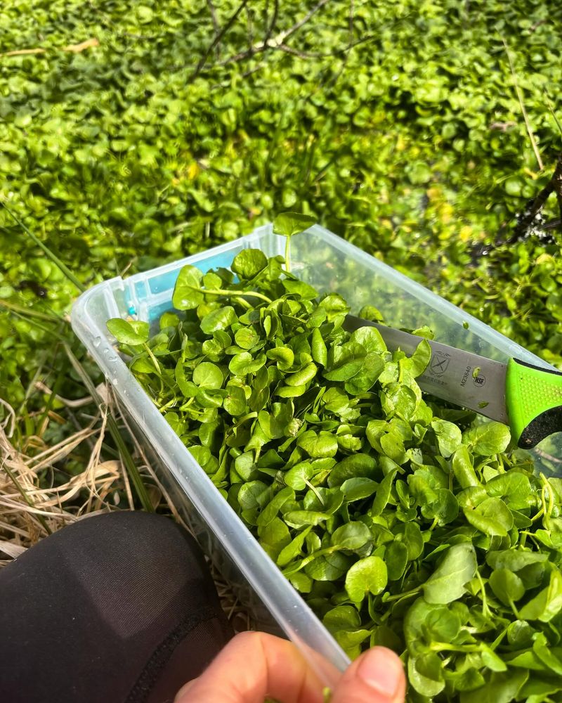 Watercress