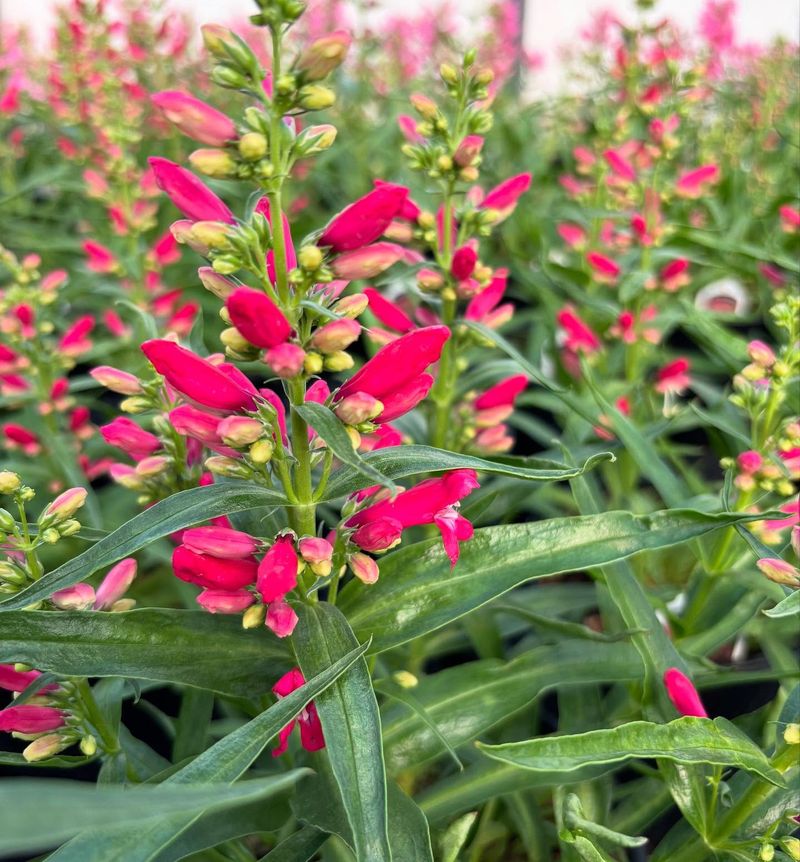 Penstemon