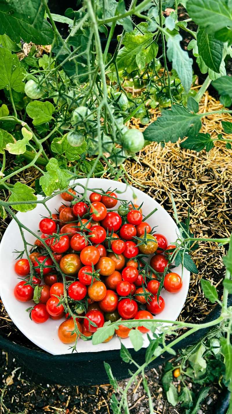 Cherry Tomatoes