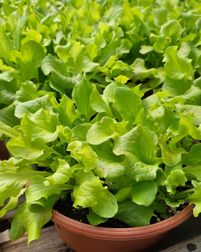 Lettuce: Cool-Season Greens