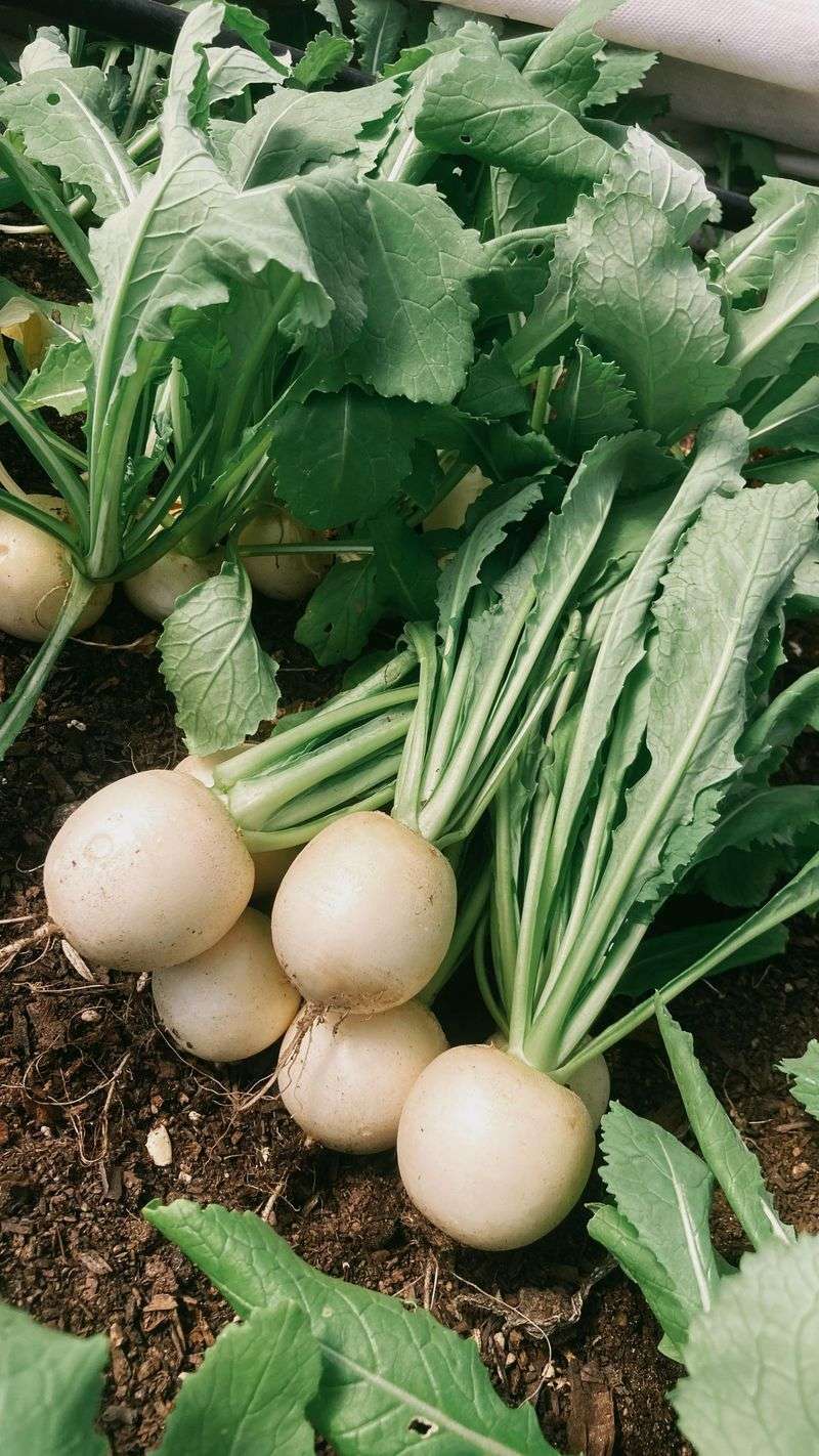 Turnips