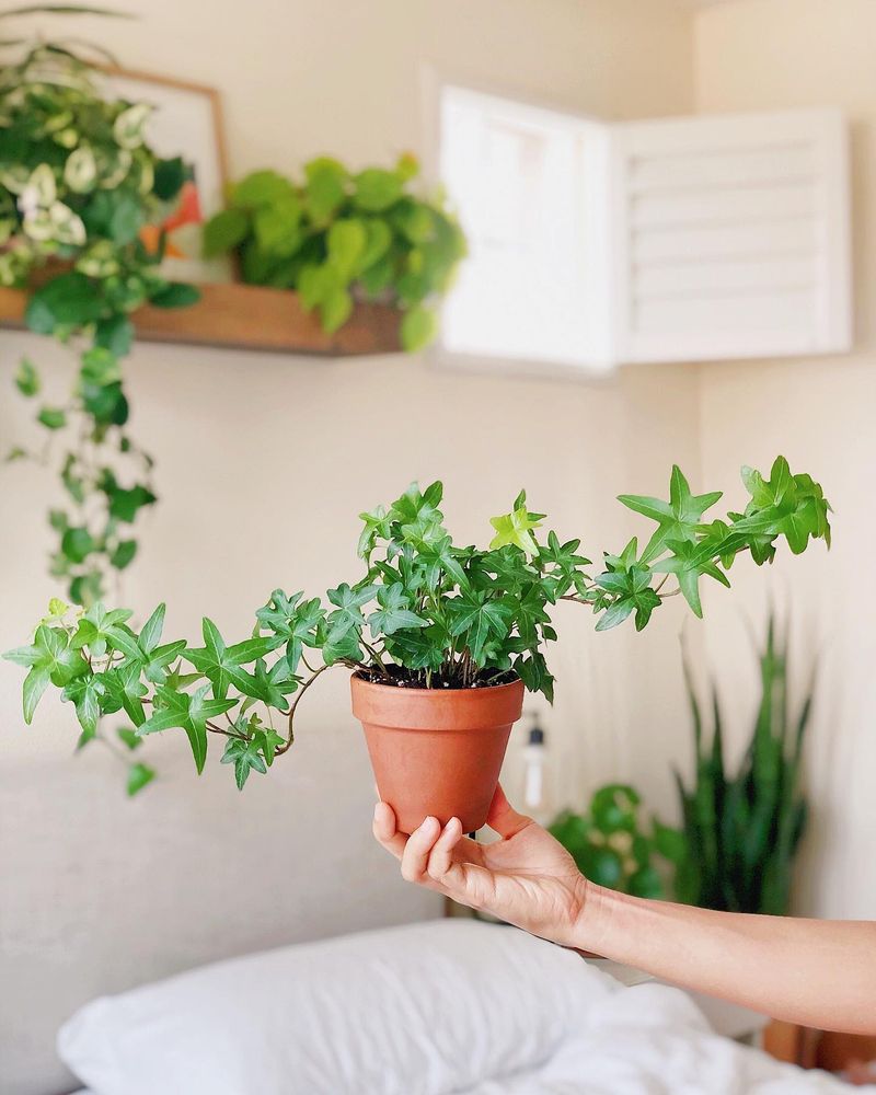 English Ivy's Mold-Fighting Superpowers